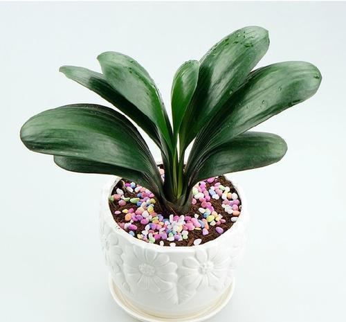 君子兰生长缓慢,教你做一款不用花钱的肥料