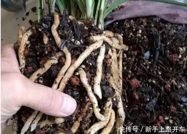 营养土|8年种花经验,老花农教你一招,轻松养兰花,从此大白根系冒不停!