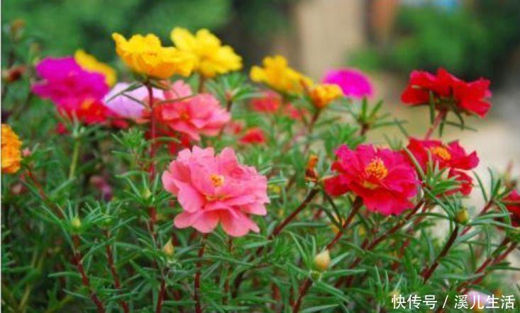 牵牛花|4种花赶快养起来,一年四季成“花海”,高雅艳丽,美不胜收!