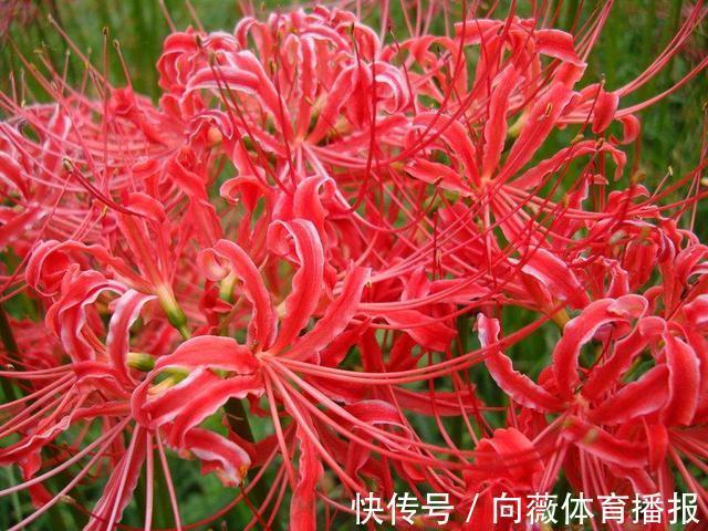 十种“大毒花”，家里经常养，越漂亮毒性越大，避开为好