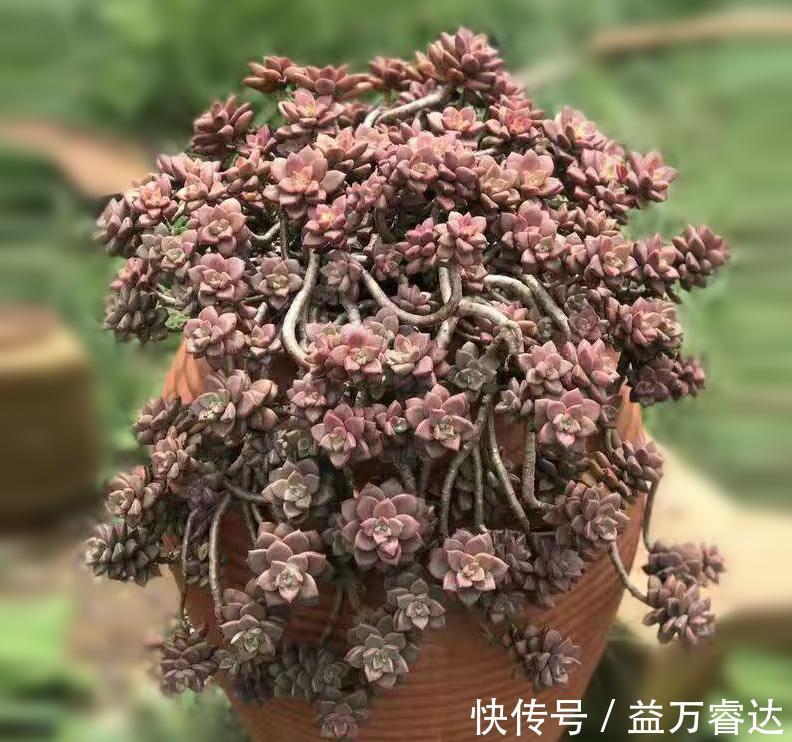 窗帘|五种多肉,倒吊着,枝条流出花盆,一道“肉窗帘”