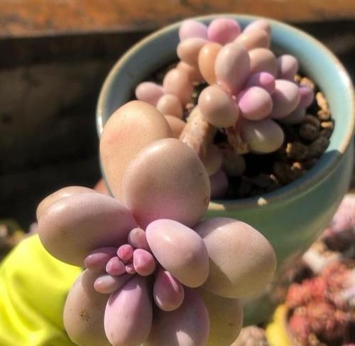 多肉界里，美人如云，个个丰满剔透，你认识几个美人