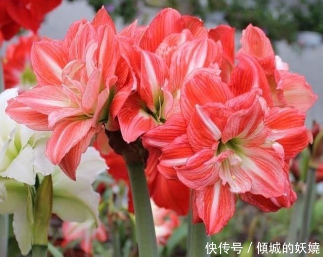 天竺葵|养花就养这几款,全年开花不停,花大色艳很漂亮,谁养谁爱