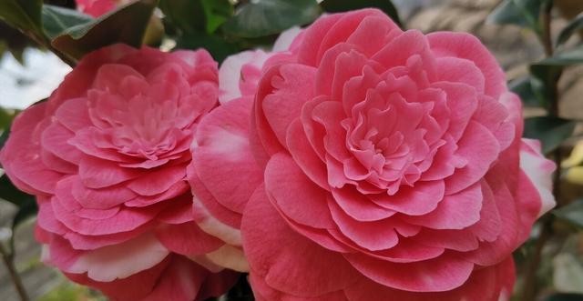 夏季|需要“富养”的花,天热也要施肥,不然越养越差劲