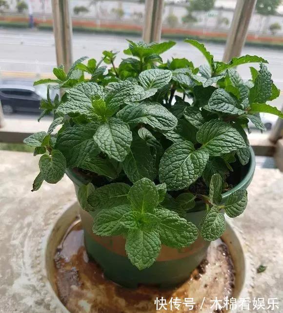 太阳花|咋“折腾”都不死的4种花,越修剪越旺,很难养死