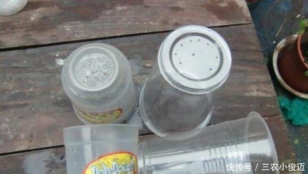 天竺葵扦插繁殖, 一盆变多盆, 夏天长爆盆!