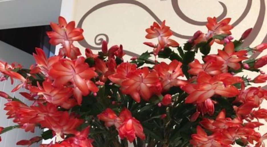 康乃馨|夏天最适合养4种花,耐热、耐晒、开花特别旺,漂亮心情好