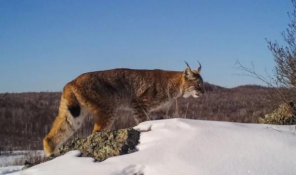 猞猁|王者风范！大兴安岭砍都河国家湿地公园有猞猁出没！