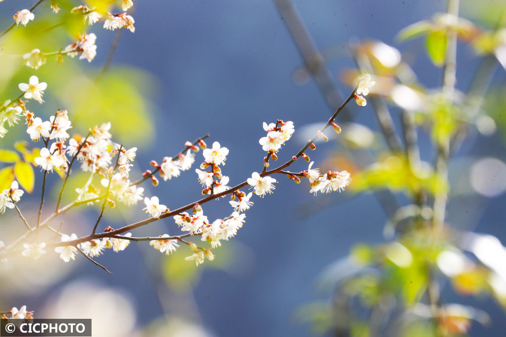 湖南省|野樱花烂漫大瑶山