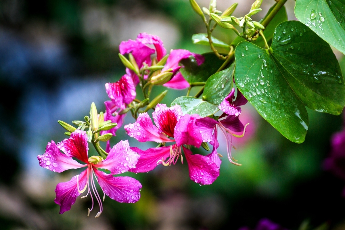家里有老年人,不适合养4种绿植,很多人都不了解,赶紧学习一下