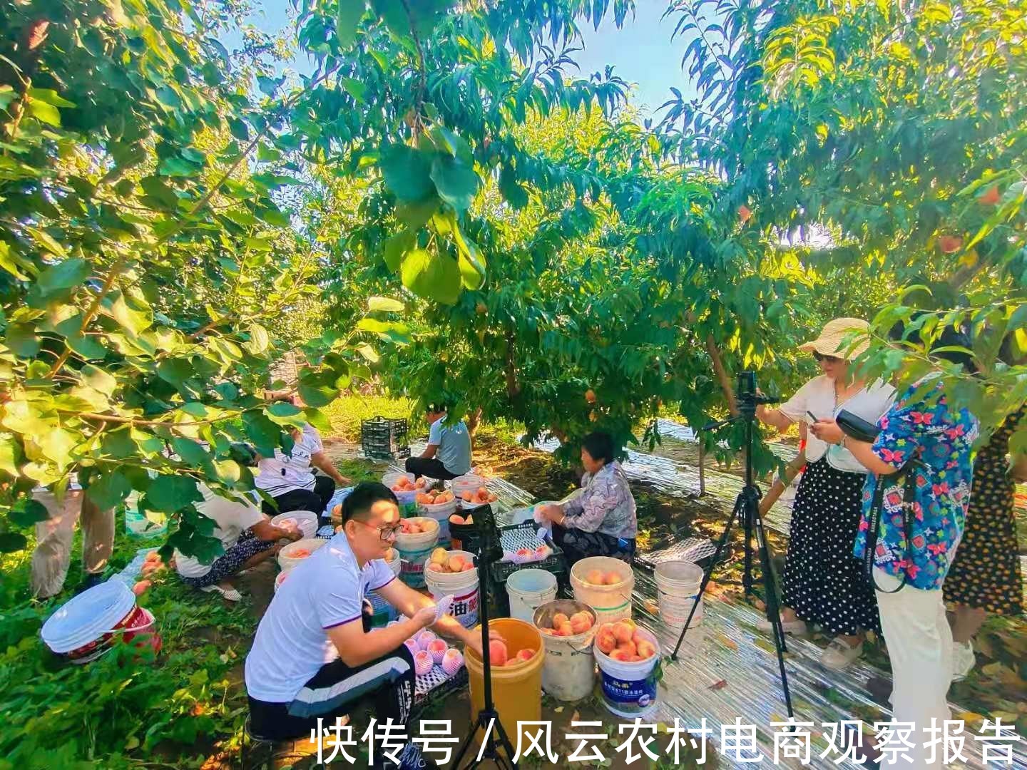 农产品|提升公共品牌影响力 顺平网红带货直播活动｜轩琪案例