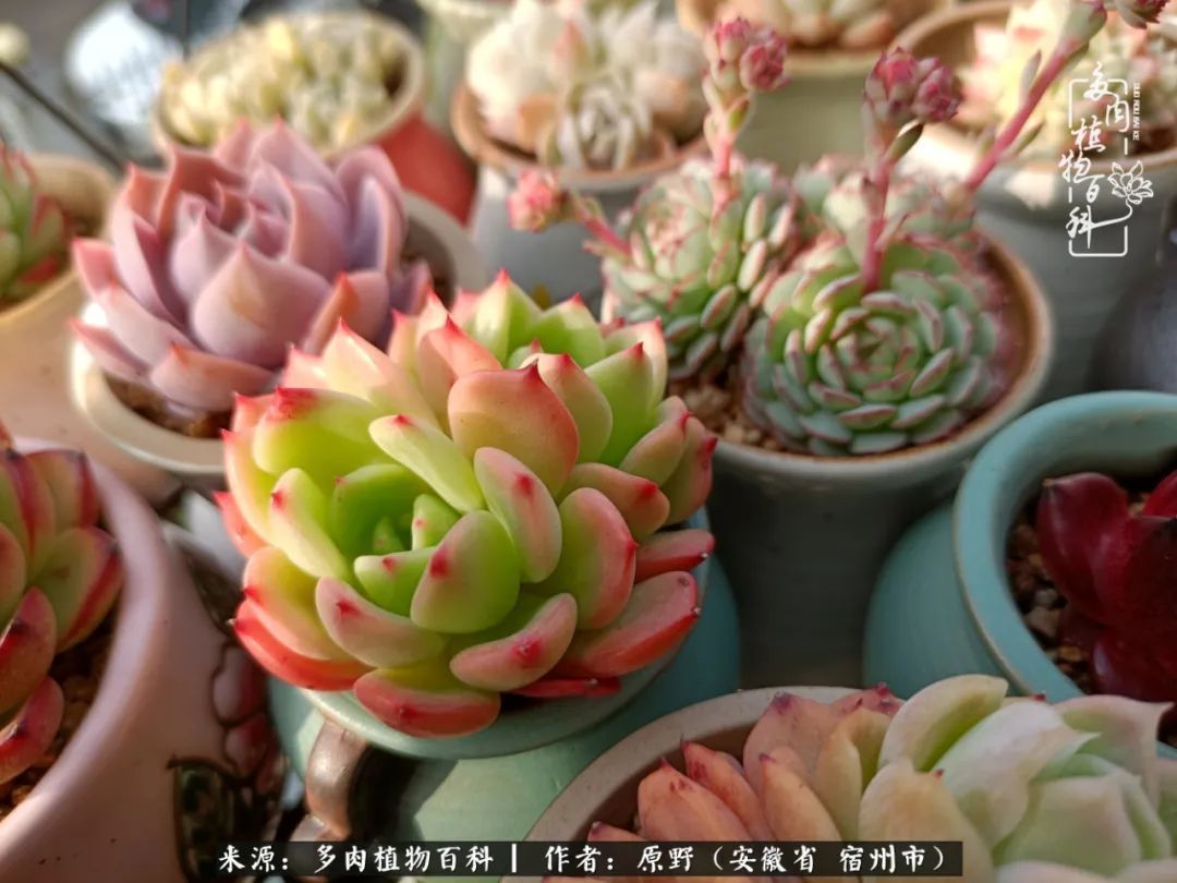 揭秘那些干净又温暖的多肉照片从哪里来