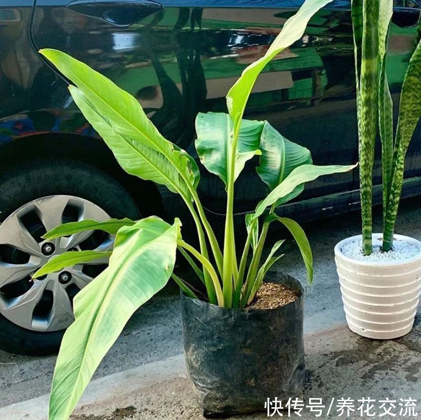 花朵和鹤望兰极其相似的旅人蕉,常被做成仿真花,极具热带风情