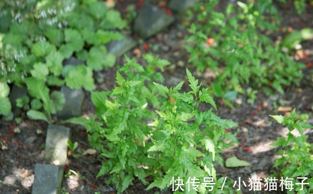 益母草|66种野菜大图片,带你见识不同的野菜和吃法,你想要的野菜这里有