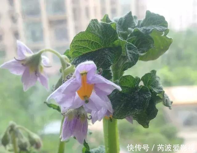 厨房里这9种菜根不要扔，泡水就能活，比绿萝好看多了！