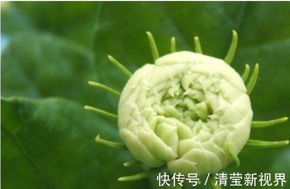 香水|纯天然的香水，“天下第一香的花”，有钱人都很喜欢养这种花