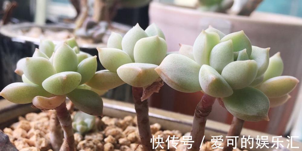 七招把多肉控养成精品小萌物,多肉不仅美呆了,还节省种植空间