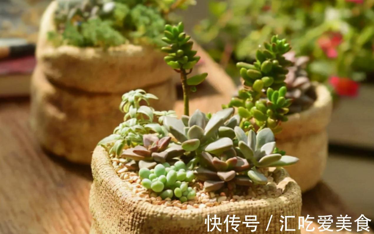 12月的多肉喜欢“四件事”,投其所好,很快就能状态满满