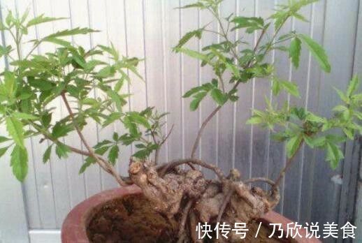 此种树桩乡下最常见,做成盆景价值不菲,买房买车还愁啥!