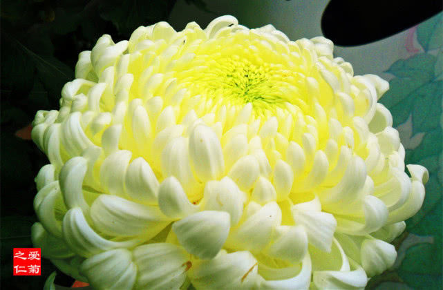 喜欢菊花，就养盆“菊中珍品”大光明，端庄秀丽，国色天香！