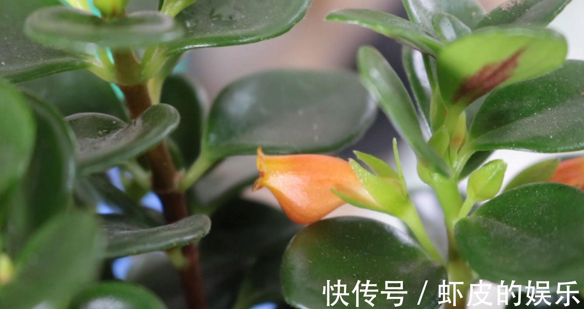 喜欢金鱼吊兰不会养,教你几个绝招,枝头上挂满“小金鱼”