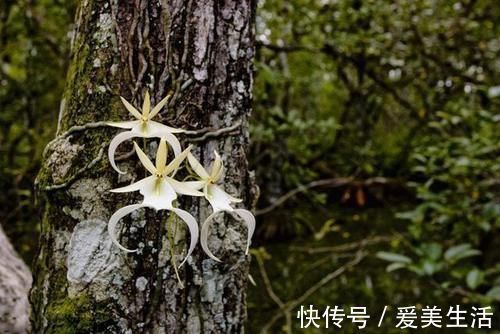 喜马拉雅山发现的价值1500万的兰花?这兰花凭什么这么贵?
