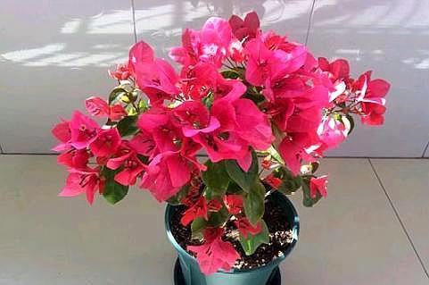 养三角梅要选对“肥料”,枝干粗壮,叶子大又深,次次开花都爆盆