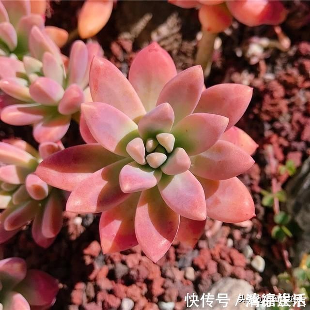 主子|多肉盛夏“浇水经”1分钟学会,度夏不用愁,高温亦无忧