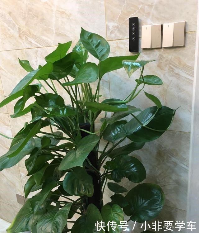 绿萝养久了,居然变成了龟背竹,还开背了!