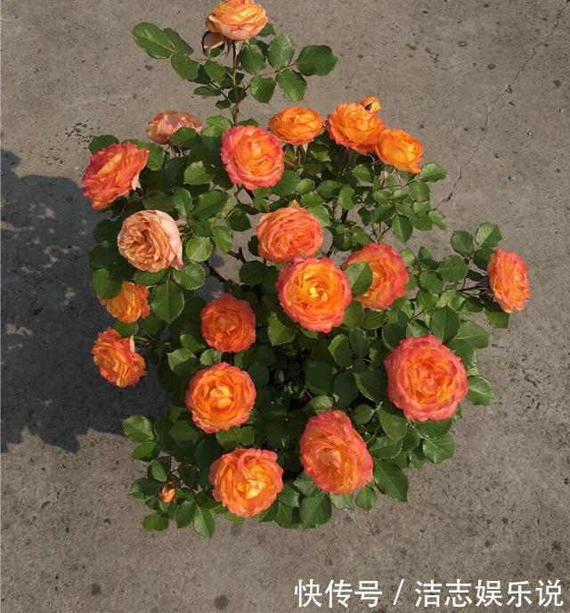 病虫害|盆栽月季黄叶4个“方法”解决,片片叶子绿,花儿开爆盆长势旺