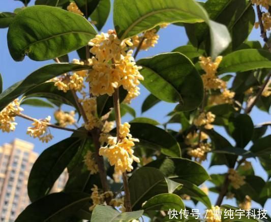 南方烂大街的花,北方咋养都不活,“水土不服”太严重