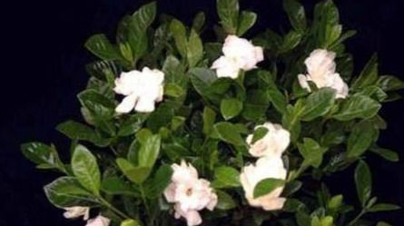 用“它”喷一喷,绣球花、杜鹃花、栀子花蹭蹭猛长,真是太喜人了