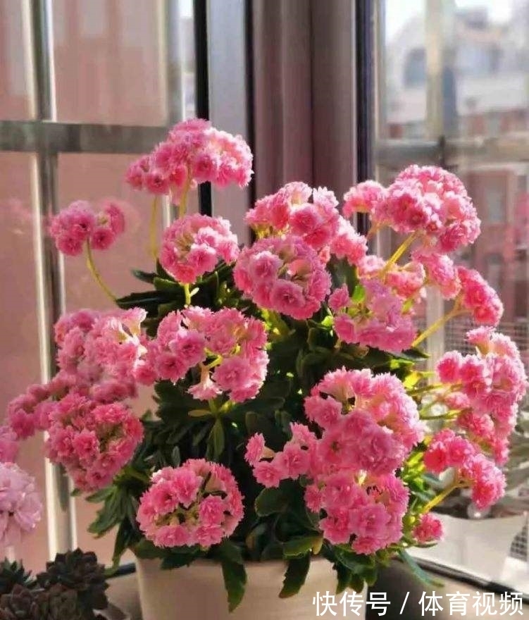 养长寿花不能“懒”,做好4要点,一茬接一茬开不停,尤其是第3点