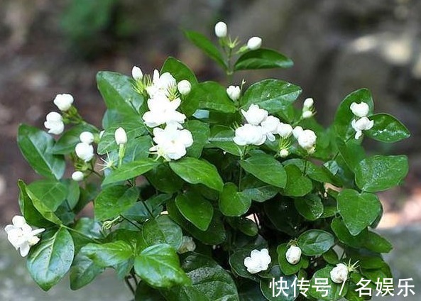 栀子茉莉花喝点“酸水”,叶片翠绿、开花洁白,不黄叶