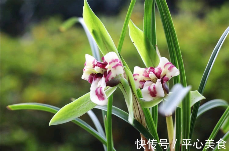 养兰花，浇水2句话，兰花不烂根，越长越旺，蹭蹭冒花苞！