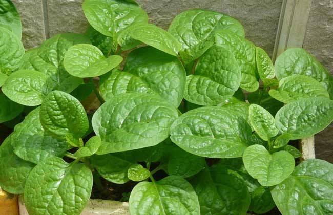 野菜|中老年人多吃下列三种山野菜,可以填补人体营养成分,越活越年轻