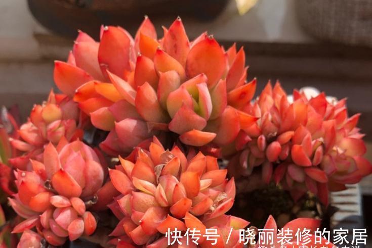 多肉|这7款多肉上市多年,但今年仍会流行,你还没养过的话一定要补齐