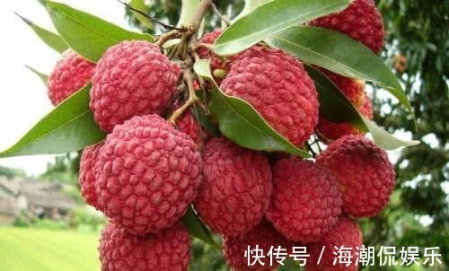 润肠|想长寿要会吃，四种食物，常吃杀菌解暑，排毒润肠，早吃早好！