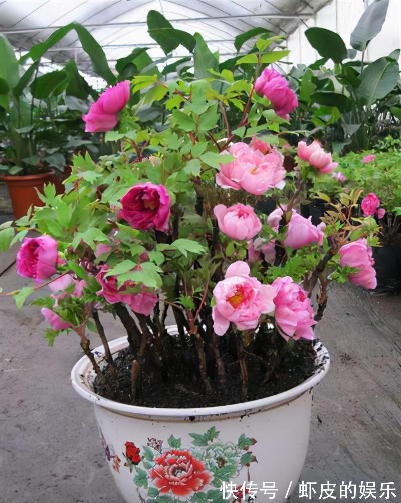 牡丹花|元旦前,“七种花”赶紧搬到阳台上冻一冻,生长茂盛,花苞呼呼冒