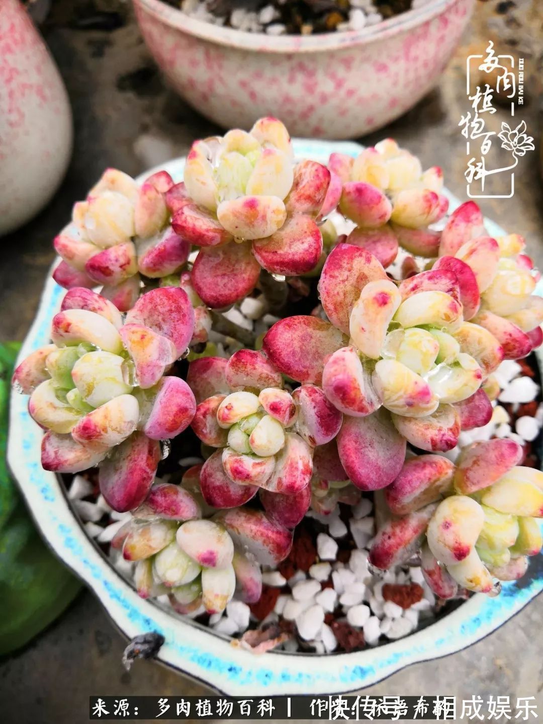 何以解忧，唯有多肉！目光所及，皆是喜欢！