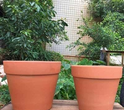 花盆|养花5年,总结出几个超实用养花技巧,5分钟学会,啥花都能活!