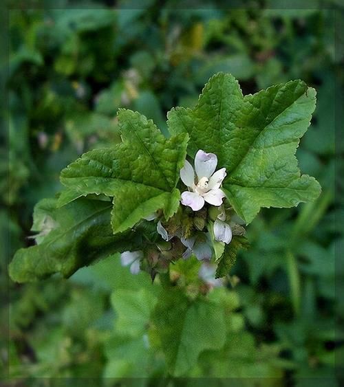 美味|曾是“百菜之王”,腊月烧粥很美味,今却成野菜,农民拿来喂猪