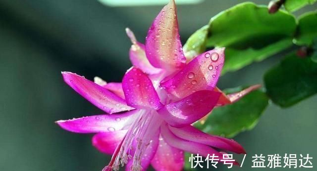 “生根剂”不用买,这2种家家都有,老花匠自己做生根快效果更好