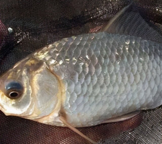 冬季晴天好钓鱼吗,实战经验告诉你技巧,连杆上鱼不是问题