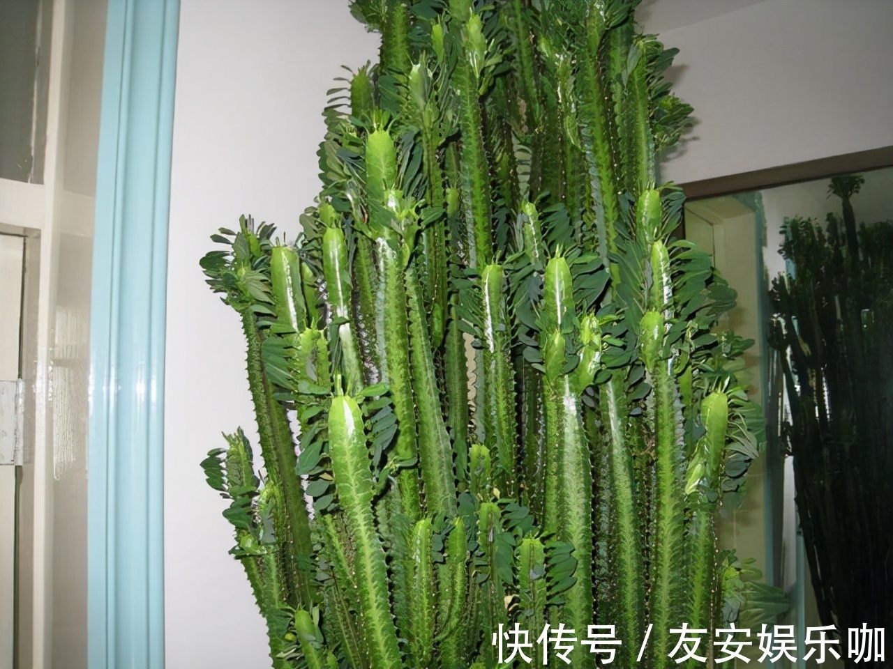 富人爱养这“4种”花,摆在客厅能“旺家”,对身体也有利