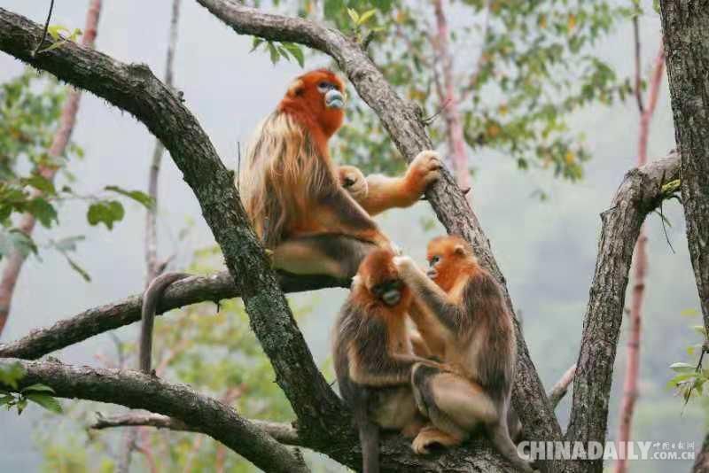 一生 神农架国家公园“护猴人”：坚守密林深处，甘为一生守护