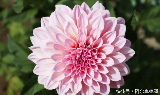 球根|5种春植球根花卉正当时,今年夏天花开不断