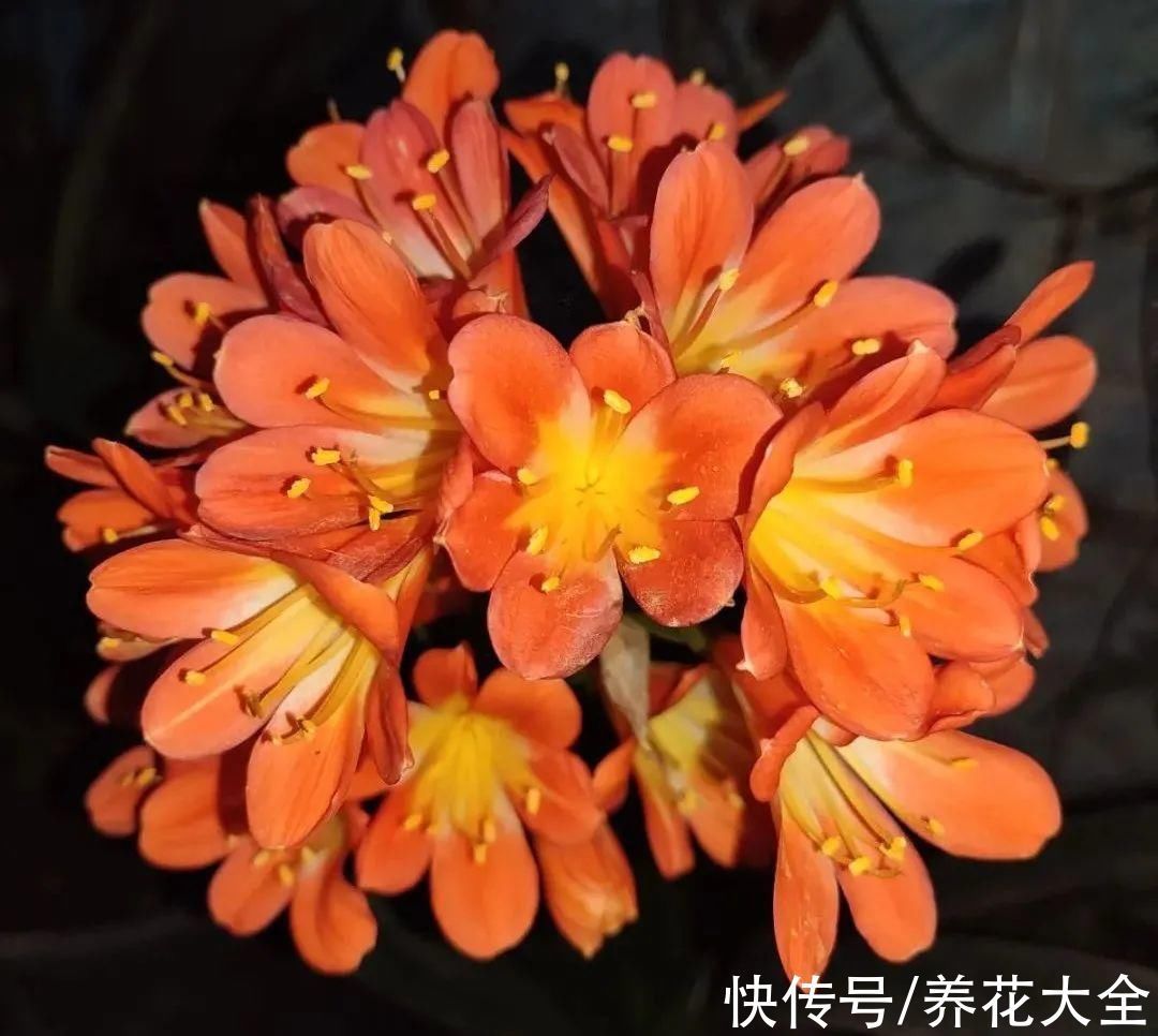 绣球|10种花不怕冷,先别搬进屋,放外面冻一冻,开花更旺