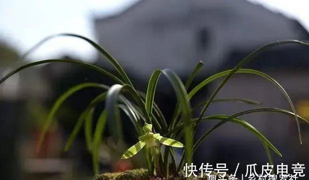 兰花香味不浓,香味不纯?用一个免费技巧,开花时邻居都能闻得到