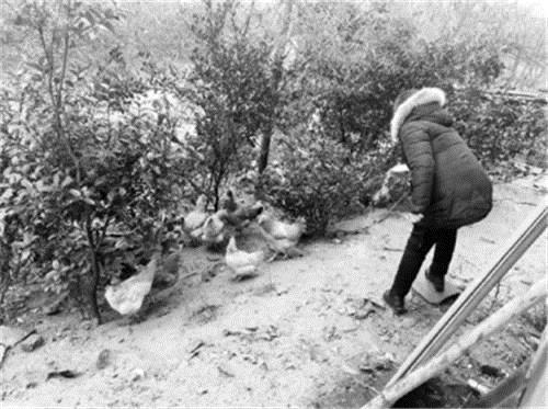 咏鹅|70岁老农模仿《咏鹅》写了首《咏鸡》,短短18字,却斩获万元奖金